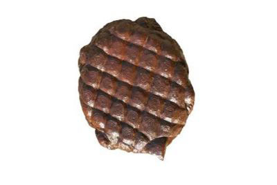 tortoise_stone